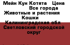 Мейн Кун Котята › Цена ­ 15 000 - Все города Животные и растения » Кошки   . Калининградская обл.,Светловский городской округ 